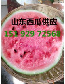 礼品瓜今日行情