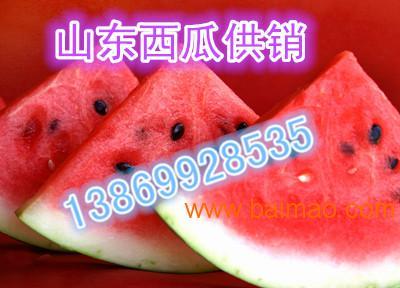 礼品瓜今日行情