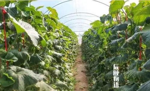 山东西州蜜瓜今日价格,价格行情一览