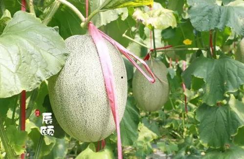 山东西州蜜瓜今日价格,价格行情一览
