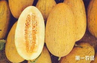 水果市场哈密瓜今日行情,丰收季里的价格波动解析