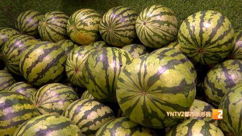 湖北麒麟瓜今日价格,价格行情一览”