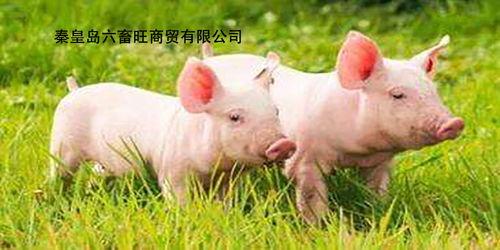 瓜州今日猪价,市场波动下的行情解析