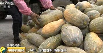 广西今日结瓜收购价,行情波动，农民收益如何？”