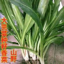蒲瓜价格行情今日查询,涨跌波动一览无遗