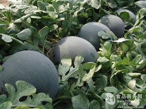 郴州今日瓜批发价,新鲜上市，价格亲民，市民抢购热潮来袭”