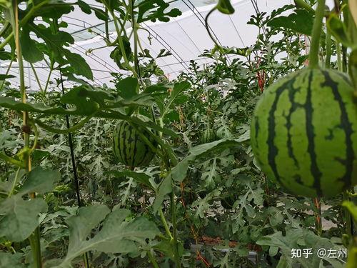 今日高温棚吊瓜价,市场行情一览