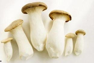 51cg10今日吃瓜蘑菇,今日吃瓜蘑菇,揭秘娱乐圈幕后故事