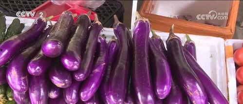 茄瓜价格今日最新行情,价格波动解析与市场趋势洞察