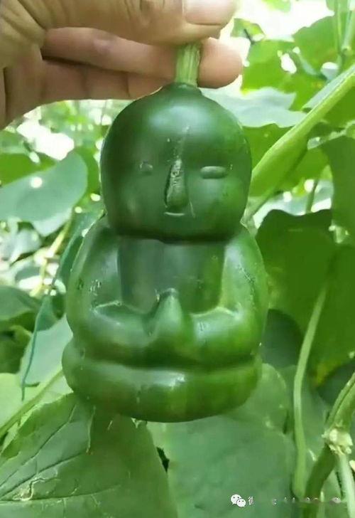 茄瓜价格今日最新行情,价格波动解析与市场趋势洞察