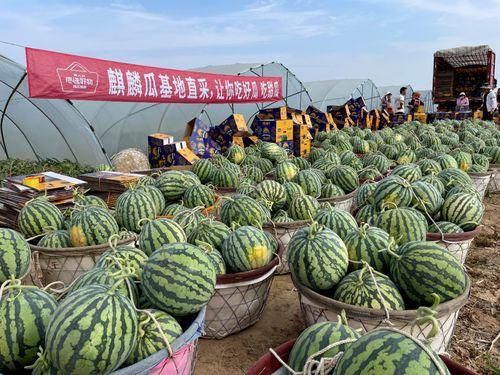 麒麟瓜产地今日行情最新,丰收季迎来价格新高峰