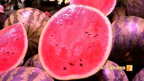 麒麟瓜产地今日行情最新,丰收季迎来价格新高峰