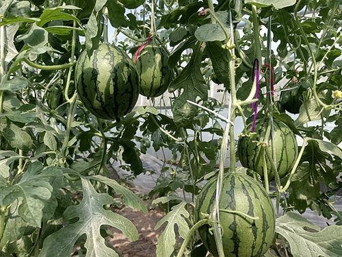 小吊瓜产地今日行情价格,价格波动解析与市场动态一览”