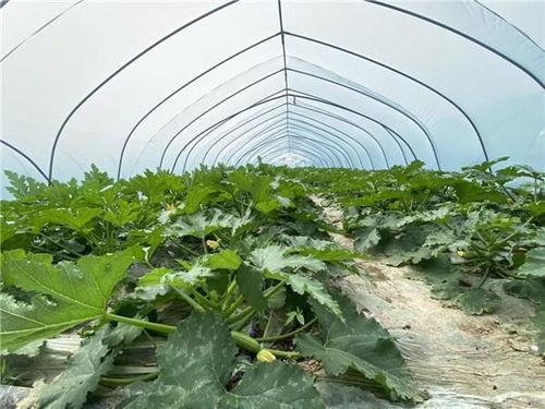 今日瓜菜行情走势,今日走势解析