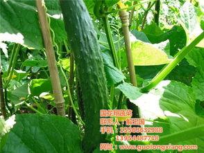 小瓜今日价格,今日行情一览