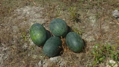 今日闲情种瓜得瓜,瓜果满园——今日闲情种瓜得瓜的奇妙体验