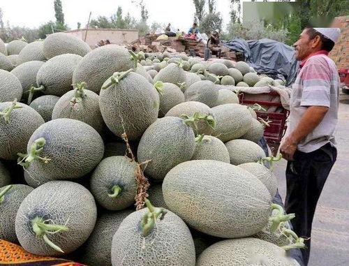 海南哈密瓜今日产地价格,品质之选，价格行情一览