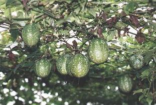 产地吊瓜今日价格,市场行情一览”