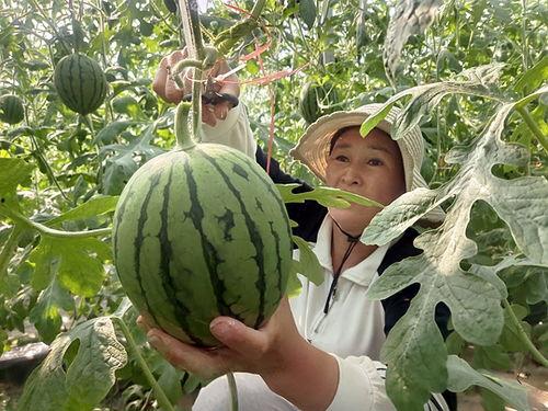 砀山小吊瓜今日行情价格,价格波动背后的市场解析