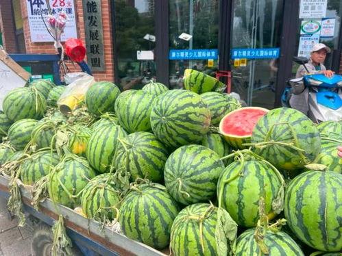 砀山小吊瓜今日行情价格,价格波动背后的市场解析