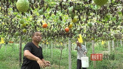 砀山小吊瓜今日行情价格,价格波动背后的市场解析
