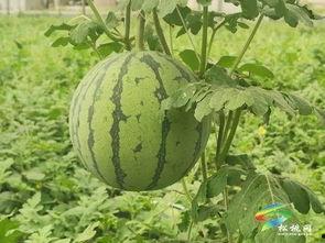 今日王旗营小瓜价格,价格行情一览”