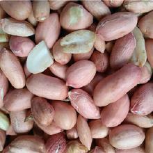 内蒙古赤峰今日角瓜价格,市场行情一览”