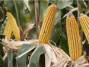 内蒙古赤峰今日角瓜价格,市场行情一览”