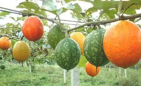 山东今日吊瓜价格表