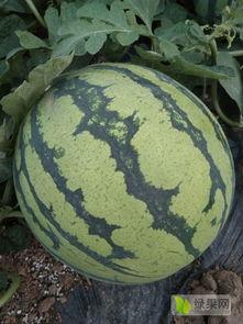 长沙美都麒麟瓜今日价格,价格行情一览”