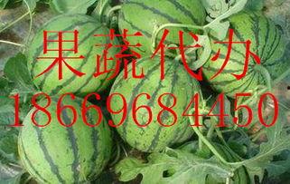 芋瓜价格今日最新行情图,今日价格走势一览