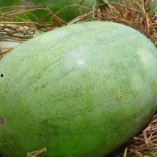 芋瓜价格今日最新行情图,今日价格走势一览