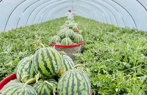 东莞莞香美猴王麒麟瓜今日多少钱,价格几何？”