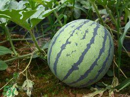 东莞莞香美猴王麒麟瓜今日多少钱,价格几何？”