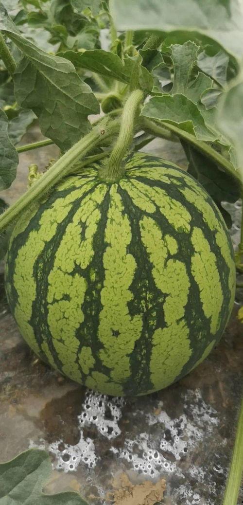 今日吃瓜必看,揭秘娱乐圈最新瓜料，吃瓜群众必看！