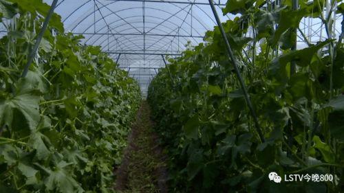 西昌今日吃瓜事件,一场网络热议背后的真相揭秘