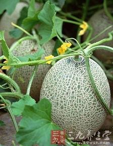 哈密瓜的价格今日价,市场行情一览