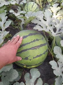 莘县小吊瓜今日价格多少,价格行情一览”