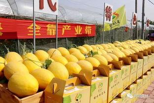 今日水果推荐哈密瓜,哈密瓜——沙漠中的清凉果王